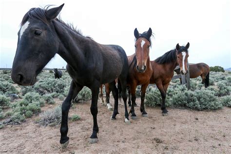 Critics attack plan to round up wild horses in Nevada | Las Vegas Review-Journal