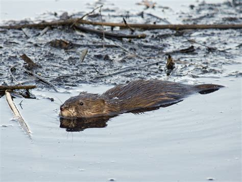 Minnesota Seasons - muskrat