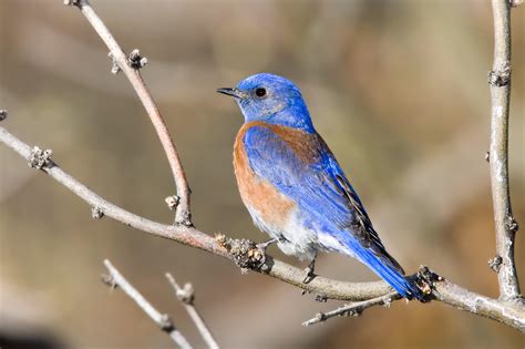 bluebirds in northern california - Clip Art Library