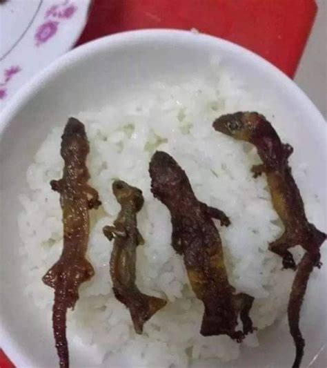 Roasted Lizard Rice Bowls In Vietnam Look Like Ikan Billis With Rice If You Don't Think Too Hard ...