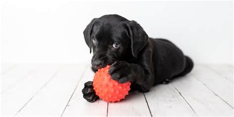 Black Lab Names | TrustedHousesitters.com