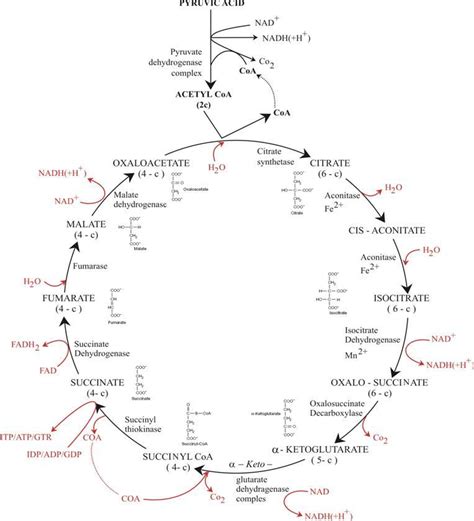 Krebs Cycle | Chemistry Learning