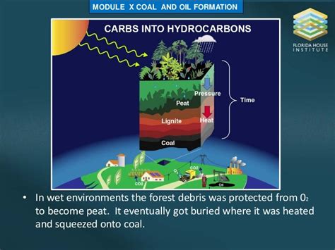 COAL AND OIL FORMATION