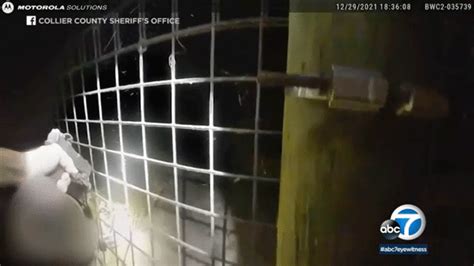 Tiger attack: Bodycam video shows deputy shoot tiger as it was mauling ...