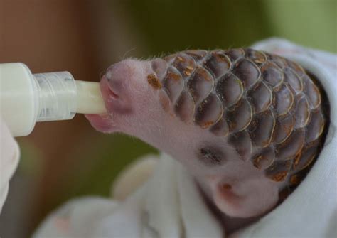 10+ Baby Pangolins Who Are The World’s Cutest Artichokes | Bored Panda