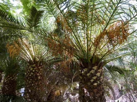 7 Best Palm Trees to Plant in Phoenix