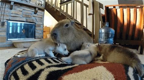 Capybara Meme Playing With Dogs GIF | GIFDB.com