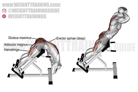 Hyperextension exercise instructions and video | Weight Training Guide