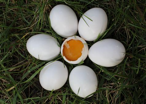 Why Duck Eggs? » Livengood Integratives