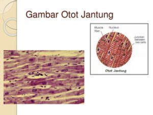 Otot Lurik: Pengertian, Bagian, Sifat, Ciri-ciri, Cara Kerja dan Fungsi ...