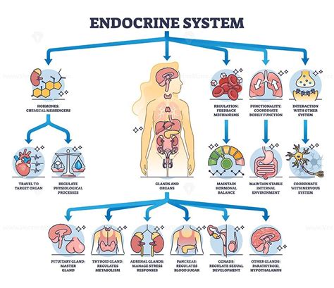 Endocrine system with body glands and organs functions outline diagram. - VectorMine