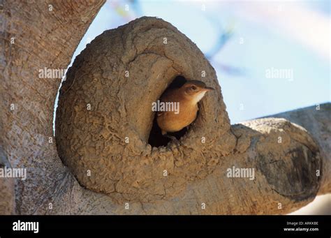 Rufous Hornero (Furnarius rufus) looking out of nest Stock Photo - Alamy