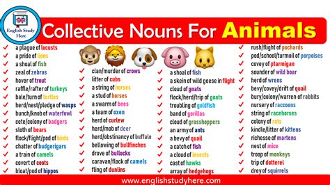 Collective Nouns For Animals - English Study Here