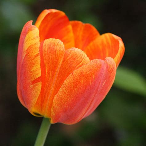 Orange Striped or Variegated Tulip – Photos Public Domain