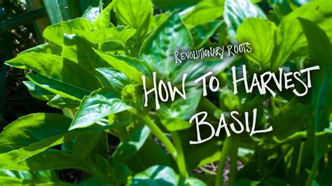 How to Harvest Basil - Farming/Gardening Lesson - Revolutionary Roots - YouTube