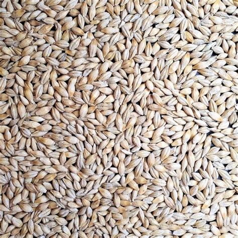 Barley Varieties