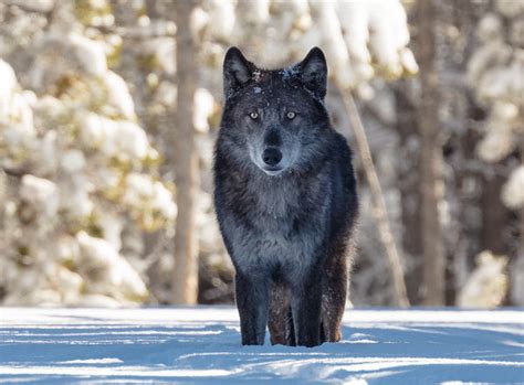 Wolves - Yellowstone Wildlife