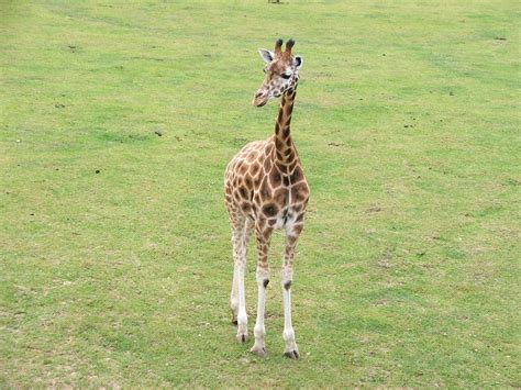 Giraffe,animals,nature,wildlife,zoo - free image from needpix.com