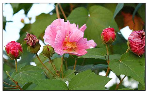 Amapola / Hibiscus mutabilis / Confederate rose: Philippine Medicinal ...