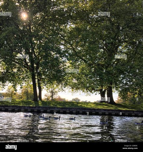 Wildlife on the River Thames near Windsor Castle on a sunny afternoon ...