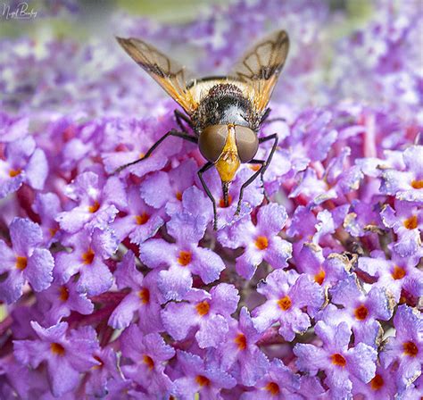 GREAT PIED HOVERFLY 1 | Great Pied Hoverfly, Volucella pellu… | Flickr