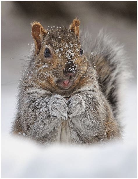 Squirrel in winter | Squirrel, Squirrel funny, Majestic animals