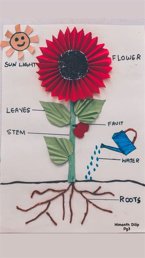 Parts of the plant | Science projects for kids, Science crafts ...