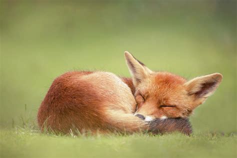 Lazy Fox series- Lazy Fox is Lazy Photograph by Roeselien Raimond - Pixels Merch