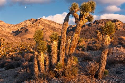 Southern Nevada Outside: Desert National Wildlife Refuge