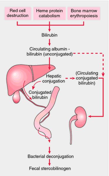 Bilirubin | Medical dictionary, Medical, Bilirubin levels