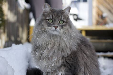 Siberian Cat Personality and Behavior - PetTime