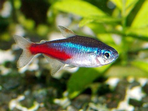 Neon Tetra Wallpapers - Wallpaper Cave