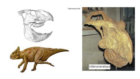 Pin em DINOSAURICON L : Leptoceratopidae and (genus) Cerasinops