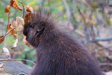 The 7 Most Dangerous Animals in Alaska (With Photos)