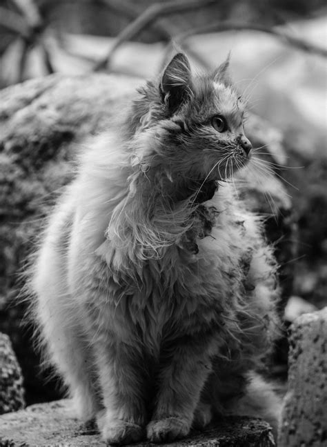 Grayscale Photo of Cat · Free Stock Photo