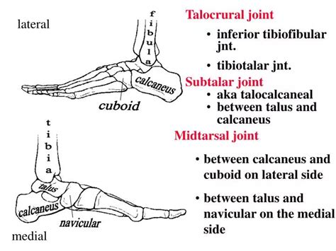 PPT - Midtarsal joint between calcaneus and cuboid on lateral side ...