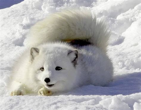 Pretty Arctic Fox-Funny Wildlife: Photo | Animals wild, Arctic fox, Animals