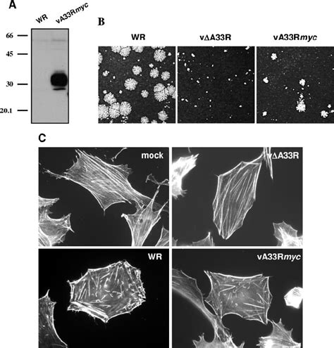 Characterization of a recombinant vaccinia virus expressing a myc... | Download Scientific Diagram