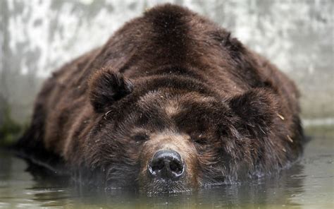 Ours Fonds d'écran 2560x1600 Id: 195746 | Bear, Brown bear, Animals ...