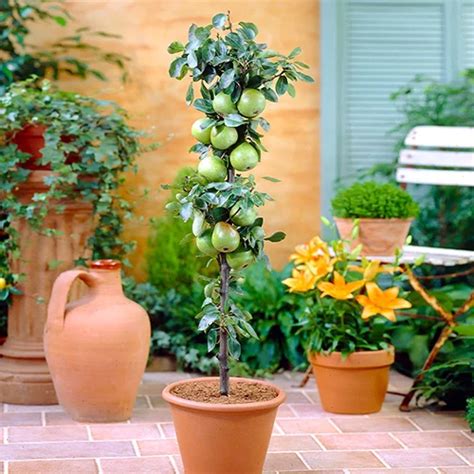 13 of the Best Dwarf Apple Tree Varieties | Gardener’s Path