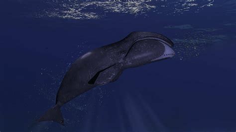 The 200 Year Old Whale: Discover the Oldest Whales in the World - A-Z ...