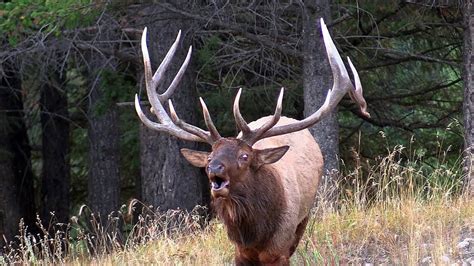 Largest Elk Bull herding His Harem During the Rut - YouTube