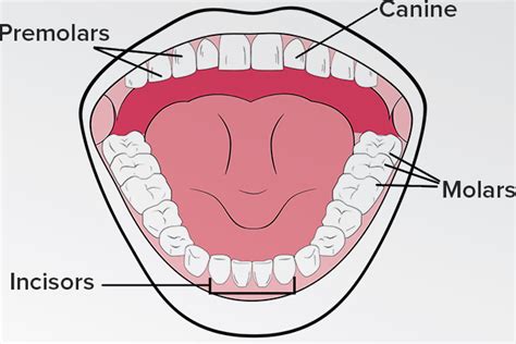 Discover the Four Types of Teeth and Their Functions