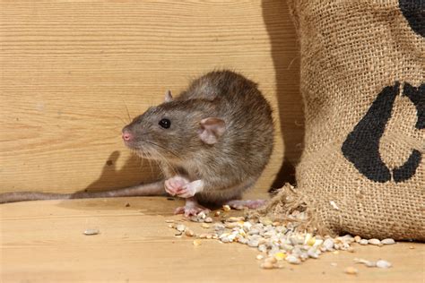 The Top 5 Foods that Attract Rodents - Harbor Pest Control