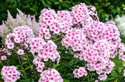 Phlox paniculata (Garden Phlox)