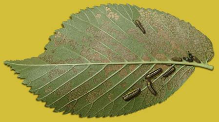 Elm Leaf Beetle Maintenance - Elm leaf beetle control specialist