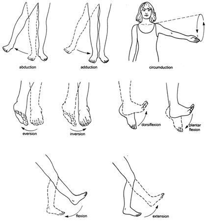 explained | Body movement, Movement, Anatomy