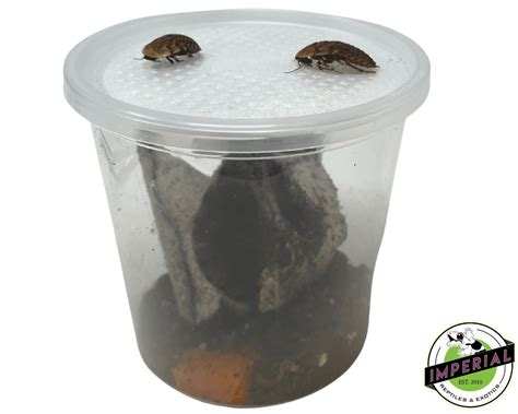 Large Discoid Roaches For Sale - Imperial Reptiles – IMPERIAL REPTILES & EXOTICS