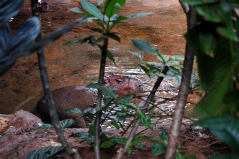 Bathing Capybara by AlgeriArts on DeviantArt