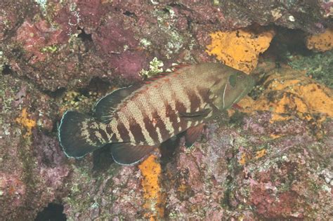 Pacific Graysby (Fish of the Gulf of California (aka Sea of Cortez)) · iNaturalist